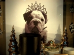 dog bull01.JPG